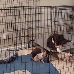 Australian Shepherd Puppies from Winsome Aussies