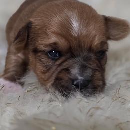 Boy2 - Tan male Yorkshire Terrier puppy in Huddleston, Virginia from Potters Puppies