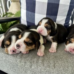 Boy 2 - Black tan and white male Beagle puppy in Monticello, Georgia from Beaglelove
