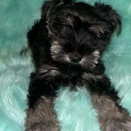 Boy 1 - Black and silver male Miniature Schnauzer puppy in Beaumont, Texas from Hannalori’s Lil Schnauzer Cuties