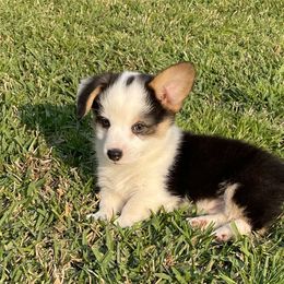 American Corgi and Pembroke Welsh Corgi Puppies from Caddeaux Corgis