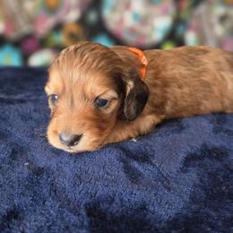 Bently - Dapple male Dachshund puppy in Klamath Falls, Oregon from Luvindoxys4u