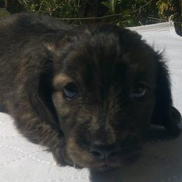 DB Muffat Toccata - Cream female Dachshund puppy in Summerfield, Florida from D & B Ranchette