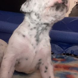 Dalmatian Puppies from Dalmation.Vacation
