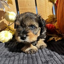 Taboo - Salt and pepper female Miniature Schnauzer puppy in Menifee, California from Moonshine’s Minis