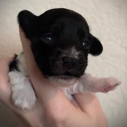 Black and White Hairless Girl 2 - Black and white female Chinese Crested puppy in Tomball, Texas from Gracieux Chinese Cresteds