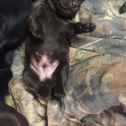 Labrador Retriever Puppies from Andy Lafleur