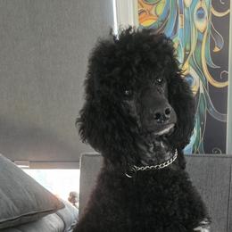 Mira - Poodle