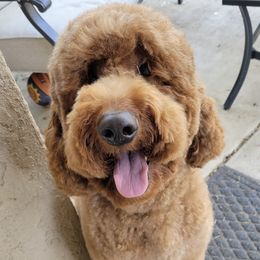 Goldendoodles from Jessica of Applebear Goldendoodle Puppies