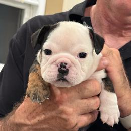 Calvin - Black tri-color male Bulldog puppy in Winnsboro, Texas from JP Ranch Bulldogs