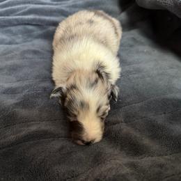 Bi Blue Female 2 - Blue merle and white female Shetland Sheepdog puppy in Shirley, Arkansas from Lucky Pups