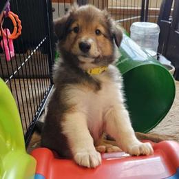 Boy 5 - Scottish Collie puppy in Rapid City, South Dakota from Sundance Scottish-Colleys