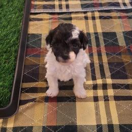 Bernedoodles and Poodles from Barker's Curly Bears