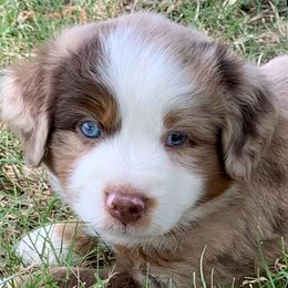 Miniature Australian Shepherds from Poncik Mini Aussies