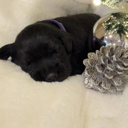 Girl 3 - female Miniature Schnauzer puppy in Bullard, Texas from Black Gold Miniature Schnauzers