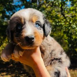 Jax - Blue merle male Australian Shepherd puppy in Mckenzie, Tennessee from Whispering Iris Aussies