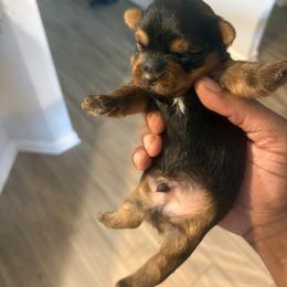 Boy 2 - Chocolate, tan and white male Yorkshire Terrier puppy in Jacksonville, Florida from Lake Shore Yorkies