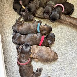 Forth pick - Black brindle female Cane Corso puppy in Homestead, Florida from Sabal Palm Cane Corso