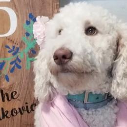 Lady - Labradoodle