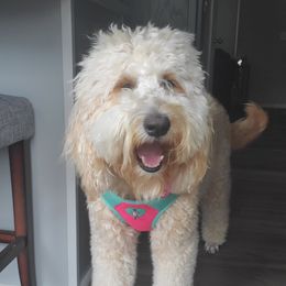 Bella - Goldendoodle