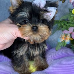 Kyla  small - Black and tan female Yorkshire Terrier puppy in California from Yorkie & Maltese Royalty