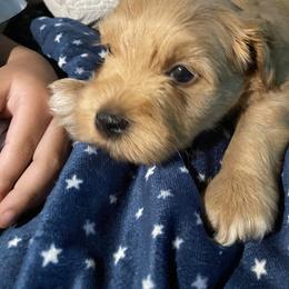 Miniature Schnauzer Puppies from Tamed by Emmy (Emariella’s Miniature Schnauzers)