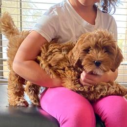 Goldendoodle Puppies from Golden Haven Puppies