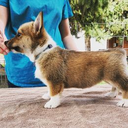 Pembroke Welsh Corgi Puppies from O-Joy Pembroke Welsh Corgis