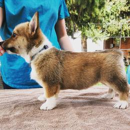 Pembroke Welsh Corgi Puppies from O-Joy Pembroke Welsh Corgis