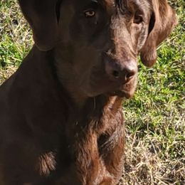 Wonka - Labrador Retriever