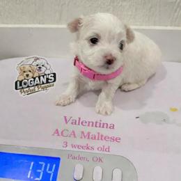 Valentina - White female Maltese puppy in Paden, Oklahoma from Logan's Perfect Puppies