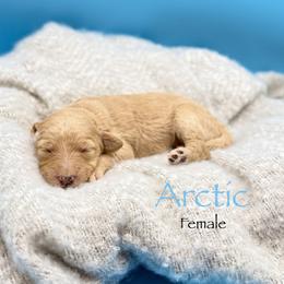 Arctic - Cream female Goldendoodle puppy in Rome, Georgia from Victoria’s Designer Doodles