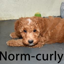 Norm - Apricot male Goldendoodle puppy in Jasper, Indiana from Hilltop Pups LLC
