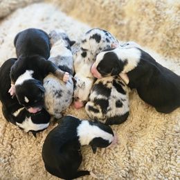 AKC - Quad Clear Merle - Boy 1 - Blue merle and white male Cardigan Welsh Corgi puppy in Tombstone, Arizona from WeVolution Off-Grid