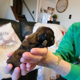 Noel - Brindle French Bulldog puppy in Germantown, Ohio from LaBelle Bulldogs