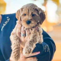 Tito - Apricot male Goldendoodle puppy in Garden Grove, California from Sunkissed Doodles