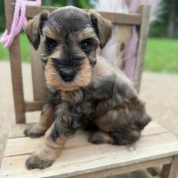 Rocky - Liver male Miniature Schnauzer puppy in Lufkin, Texas from C&K’s Schnauzer House