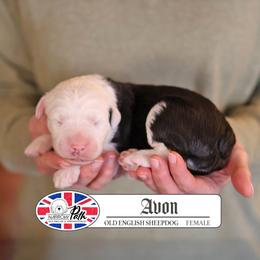 Avon - Gray and white female Old English Sheepdog puppy in Cleveland, Tennessee from Narrow Path Old English & Sheepadoodles