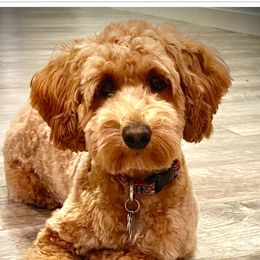 Midge - Goldendoodle