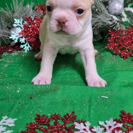 Honey Cream Boy - Seal and white male Boston Terrier puppy in Corsicana, Texas from JT Bostons
