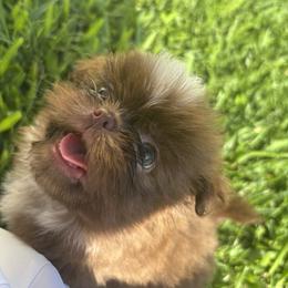 Shih Tzu Puppies from Staci Fidler