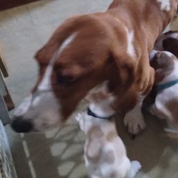 Trixie - Basset Hound