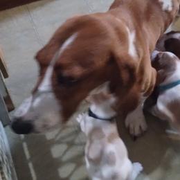 Trixie - Basset Hound