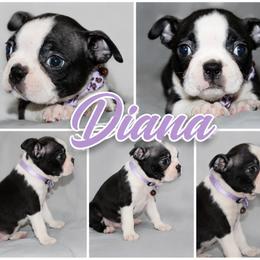 Diana - Black brindle and white female Boston Terrier puppy in Brooksville, Florida from I Love Pups