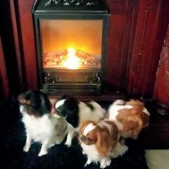 English Toy Spaniels from Breston's English Toys