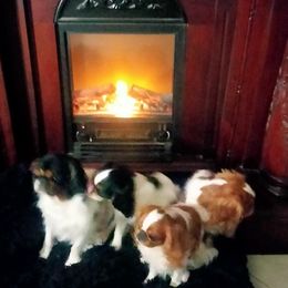 English Toy Spaniels from Breston's English Toys