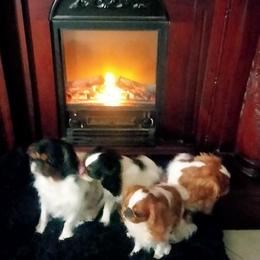 English Toy Spaniels from Breston's English Toys