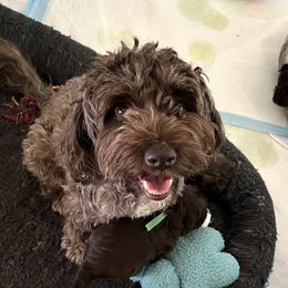 Sydney  - Australian Labradoodle