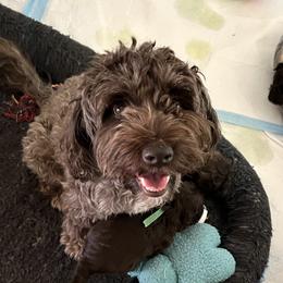Sydney  - Australian Labradoodle