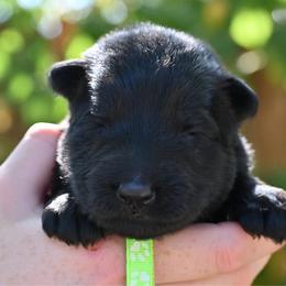 Leia Rose - Black female German Shepherd puppy in Nacogdoches, Texas from Vom Hausgladfel